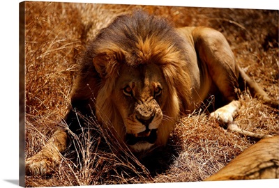 South Africa, Gauteng, Angry lion at The Ranch, Lion Safari, Polokwane, Limpopo province