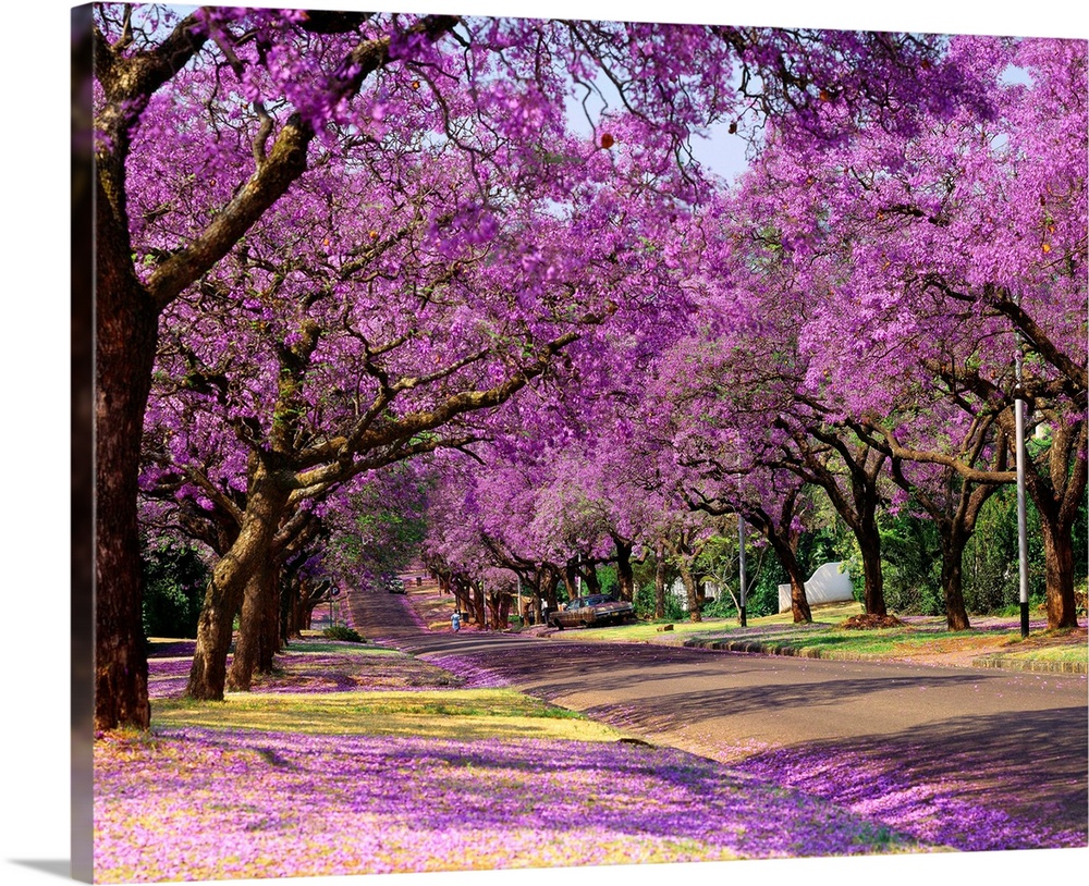 South Africa, Gauteng, Pretoria, Jacaranda trees