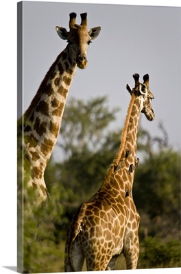 South Africa, Madikwe game reserve, two giraffes