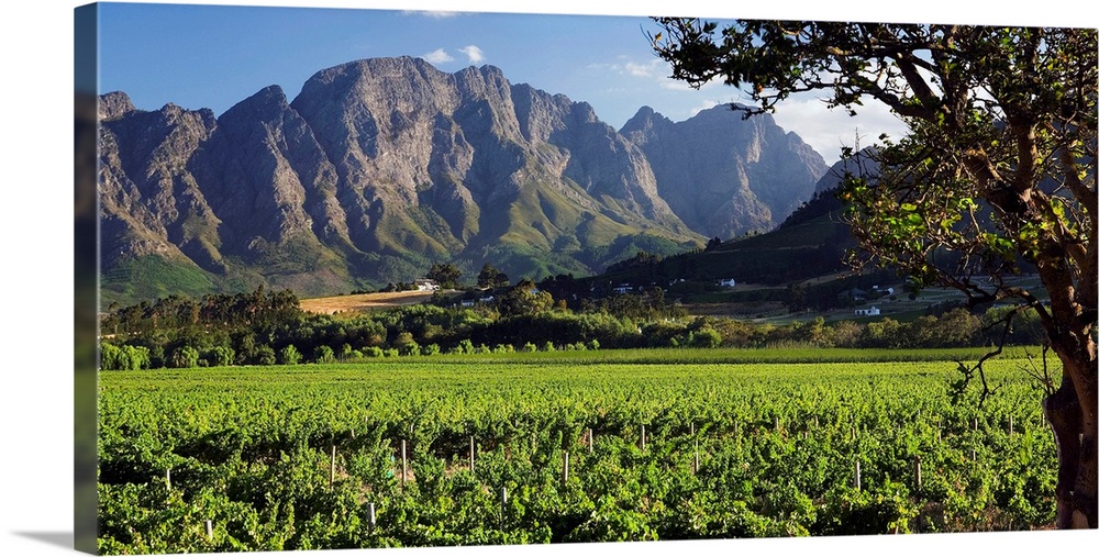 South Africa, Western Cape, Franschhoek, Vineyards.