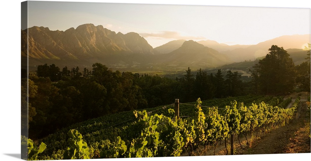 South Africa, Western Cape, Franschhoek, Winelands, Vineyards