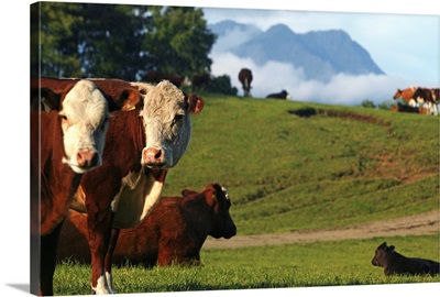 South America, Chile, Los Lagos, Araucania region, wild cattle near Villarica volcan