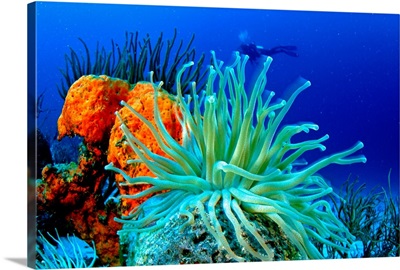South America,Venezuela, Los Roques, Los Roques National Park, sea anemone