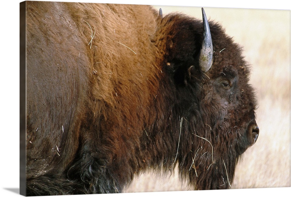 USA, South Dakota, Bison.