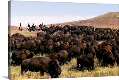 South Dakota, Black Hills, Custer State Park, Buffalo Roundup