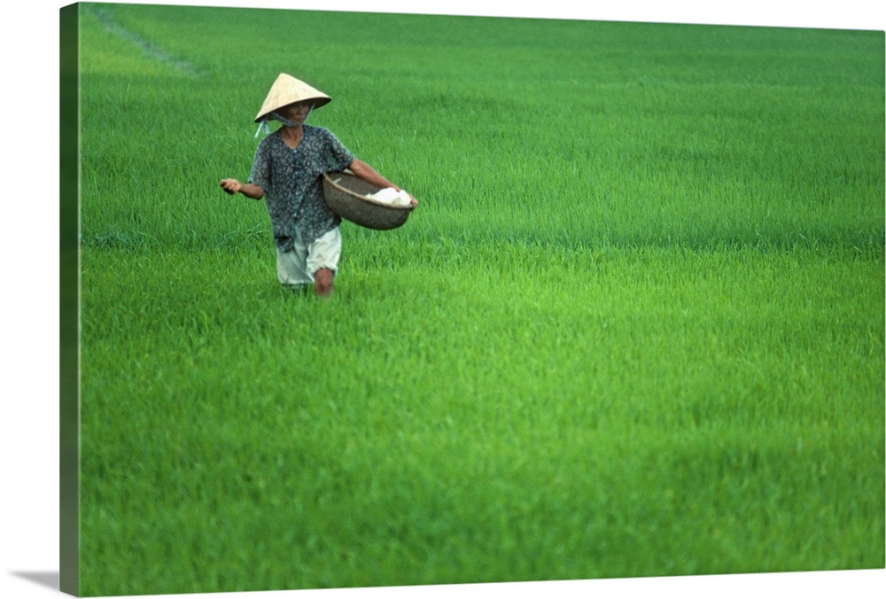 Southeast Asia, Vietnam, Rice paddy near Hoi An town