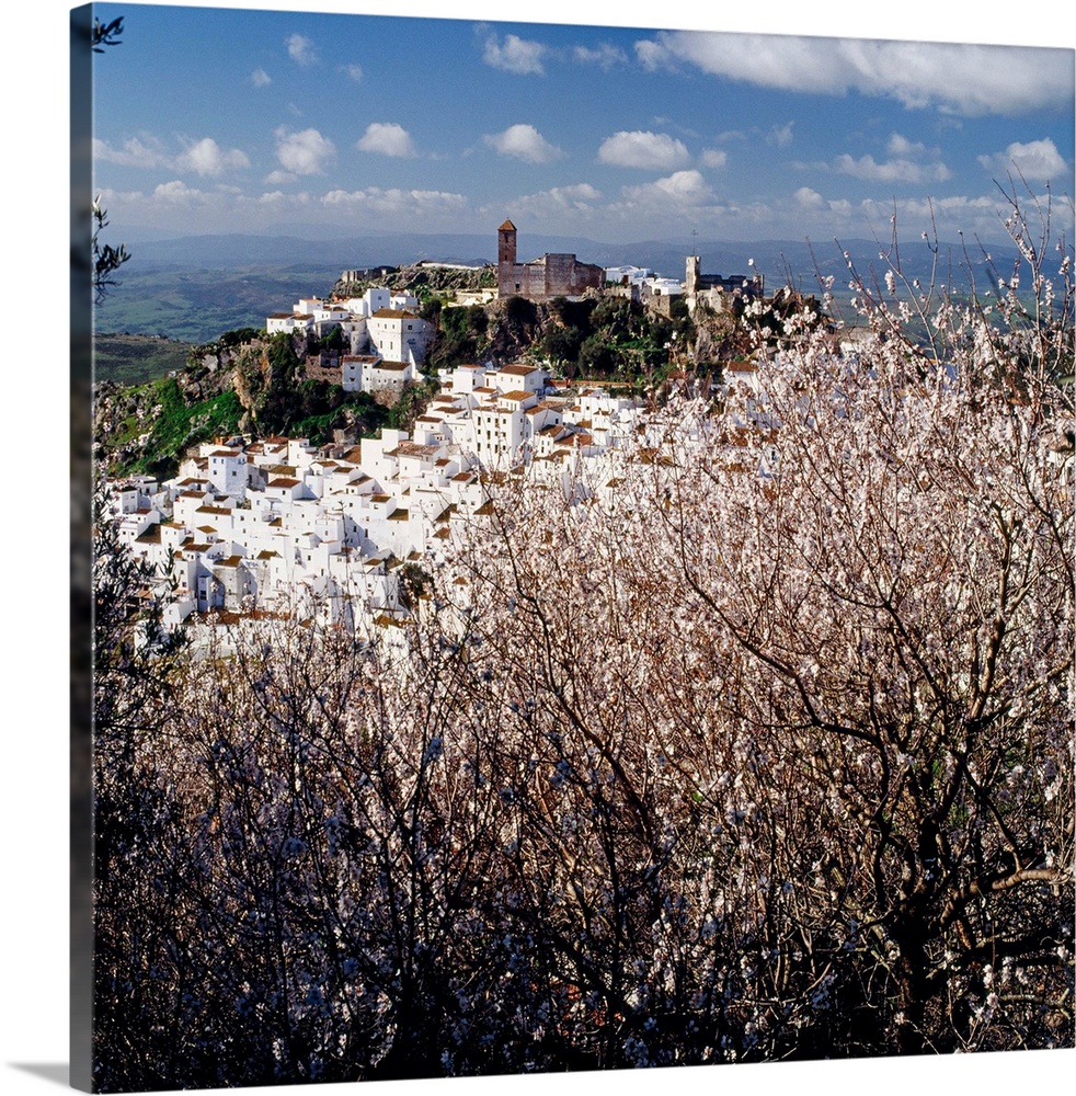 Spain, Andalucia, Malaga, Pueblos Blancos, Casares, almonds tree