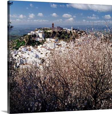 Spain, Andalucia, Malaga, Pueblos Blancos, Casares, almonds tree