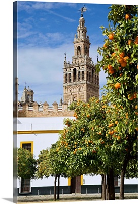 Spain, Andalusia, Seville, Giralda Tower with orange trees
