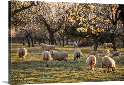 Spain, Balearic Islands, Mallorca, Flock Of Sheep Near Palmanyola, Almond Blossom