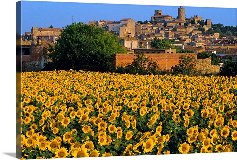 Spain, Catalonia, Costa Brava, Pals, and sunflower field