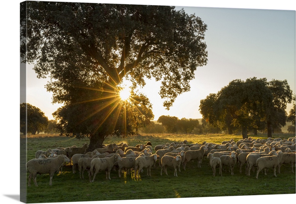 Spain, Extremadura, Badajoz district, La Serena, Sheep in the dehesa