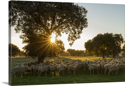 Spain, Extremadura, Badajoz District, La Serena, Sheep In The Dehesa