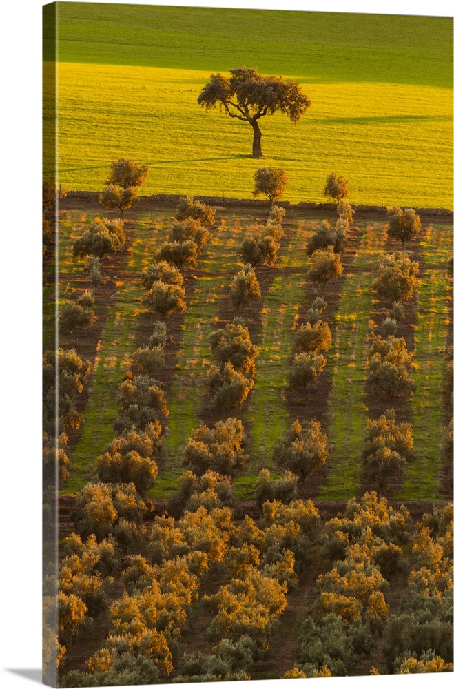Spain, Extremadura, Badajoz district, La Serena, Dehesa, the typical Spanish savanna of oaks trees