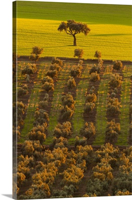 Spain, Extremadura, La Serena, Dehesa, The Typical Spanish Savanna Of Oaks Trees
