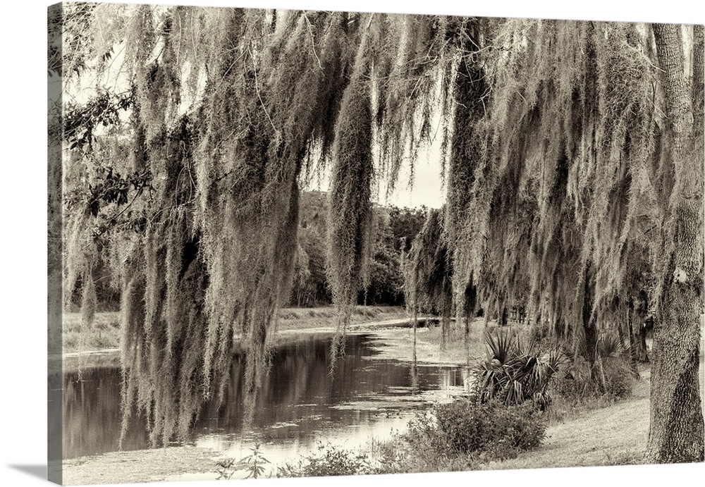 Spanish moss tree by lake.
