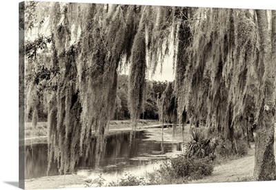 Spanish Moss Tree By Lake