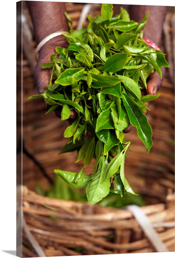 Sri Lanka, Central Province, Nuwara Eliya, Handful of tea leaves