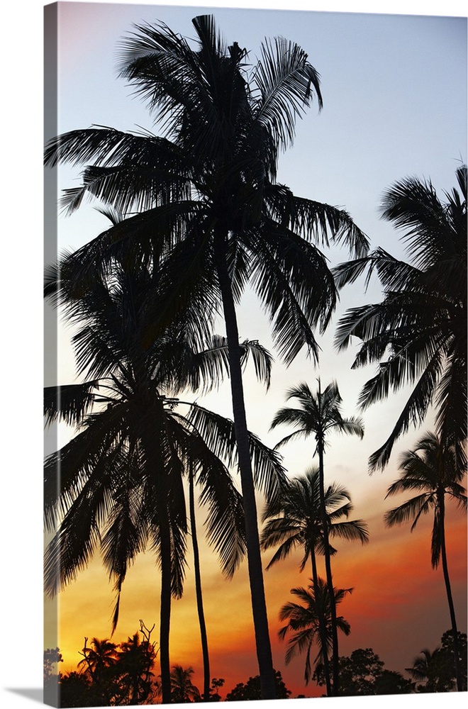 Sri Lanka, Eastern Province, Nilaveli, Palm trees at sunset
