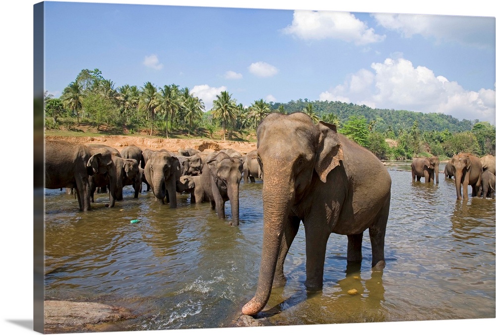 Sri Lanka, Sabaragamuwa, Pinnawala, Herd of elephants at the river