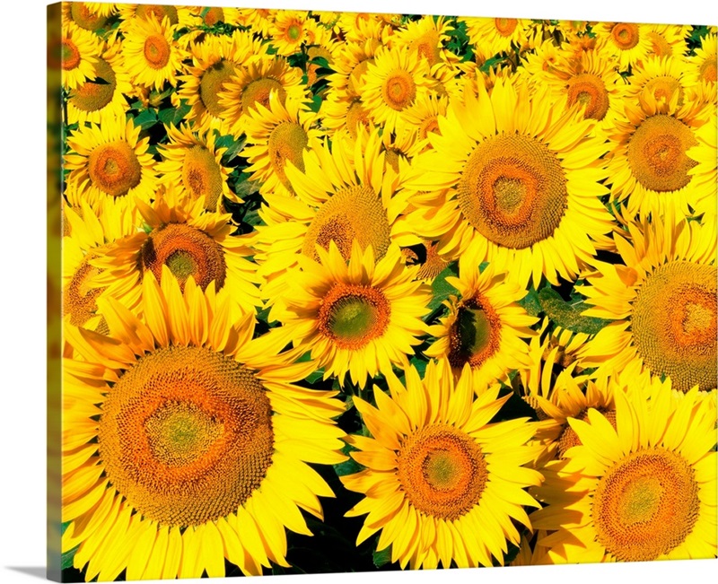 Sunflower field Wall Art, Canvas Prints, Framed Prints, Wall Peels