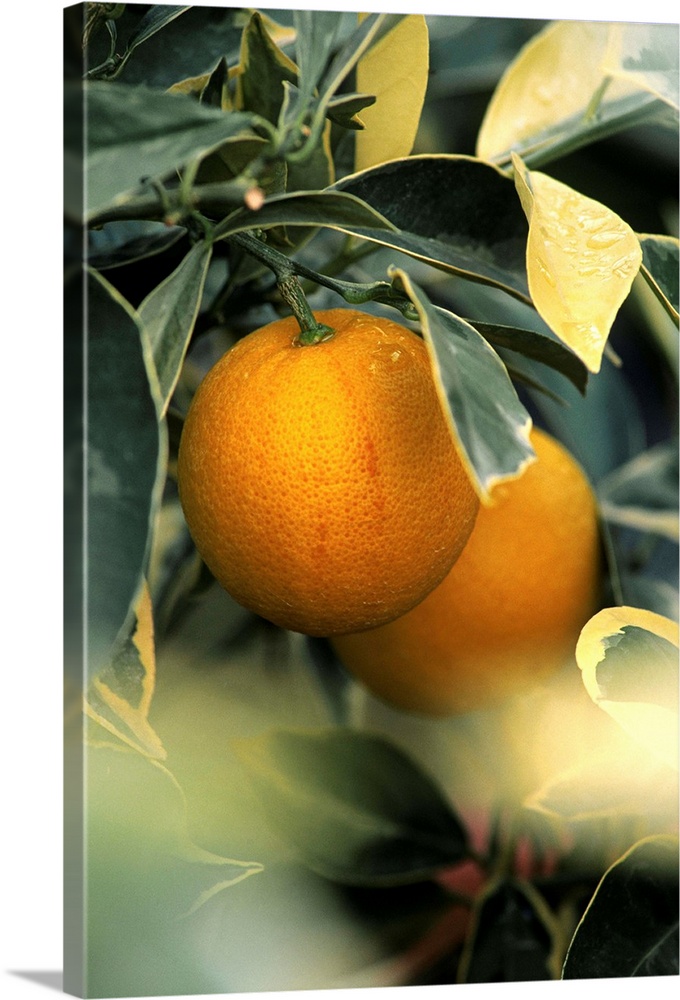 Sweet orange (Citrus sinensis foliis variegatis)