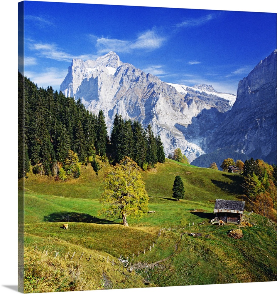 Switzerland, Bern, Berner Oberland, Grindelwald, Countryside and Wetterhorn in the background