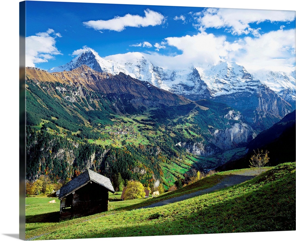 Alps in summer on canvas Alps in summer print Panoramic mountain wall art Brown mountain cows print Alps wall art Bernese Alps poster print