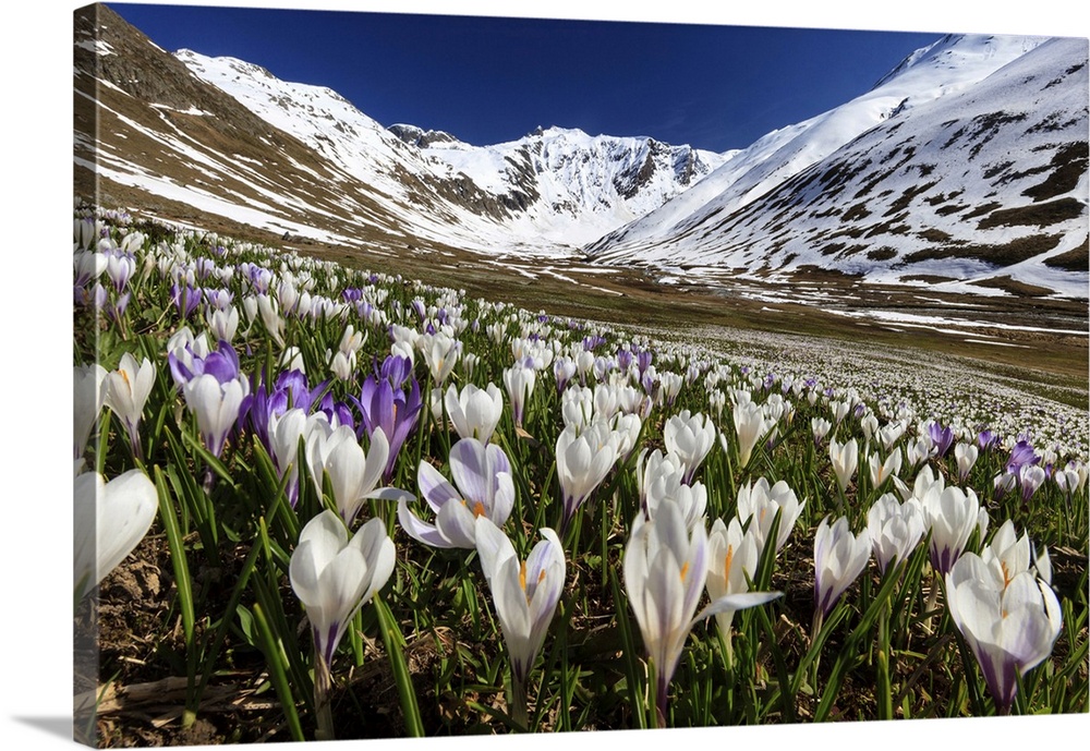 Switzerland, Graubunden, Alps, Crocus blooming in Juf, Val d'Avers