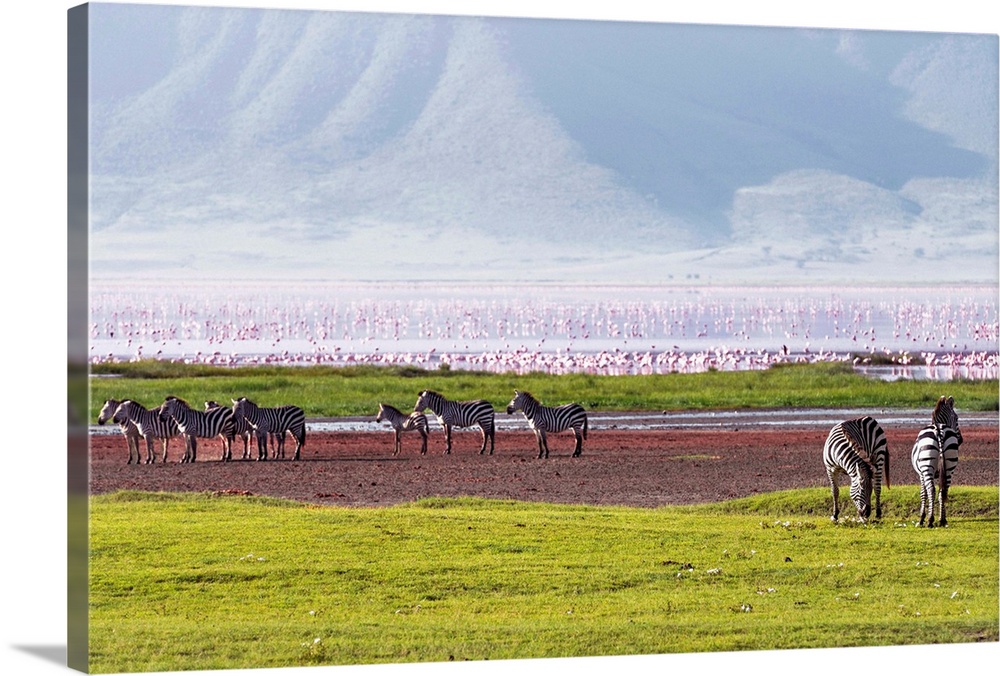 Tanzania, Arusha, Ngorongoro Crater Conservation Area, Magadi Lake in Ngorongoro crater crowded with pink flamingos.
