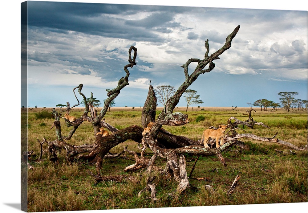 Tanzania, Serengeti National Park, A lion Pride on a tree in the Serengeti near Seronera.
