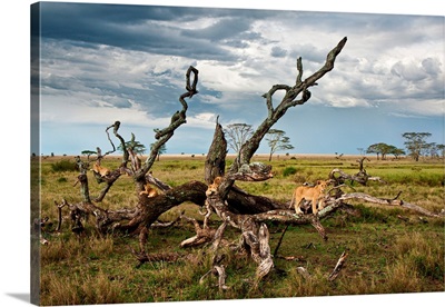 Tanzania, Serengeti National Park, A Lion Pride On A Tree In The Serengeti Near Seronera