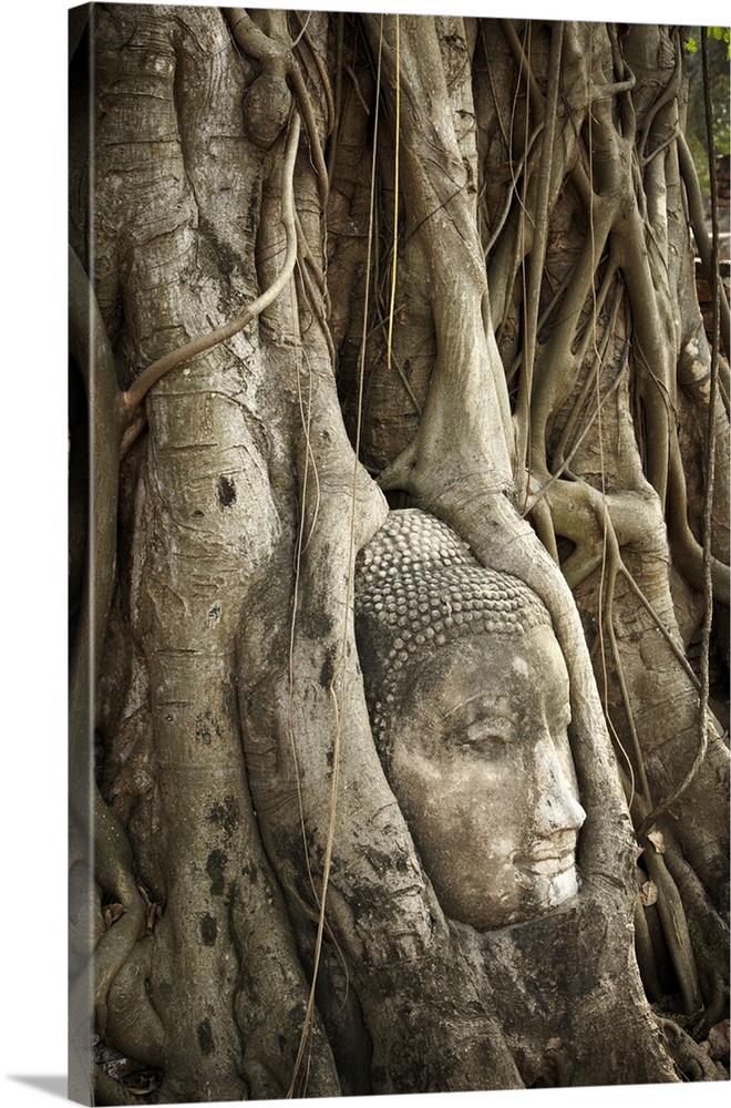 Thailand, Ayutthaya, Buddha head embedded in tree roots, Wat Mahathat