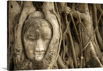 Thailand, Ayutthaya, Buddha head embedded in tree roots, Wat Mahathat