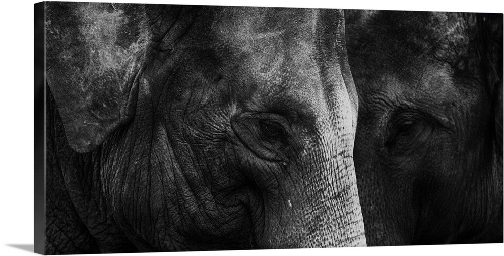 Thailand, Chaing Saen, Two Indian elephants, Anantara elephant sanctuary.