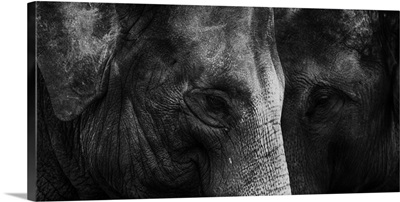 Thailand, Chaing Saen, Two Indian elephants, Anantara elephant sanctuary