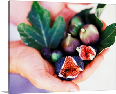 Turkey, Aegean Region, Mediterranean area, hands holding fresh figs