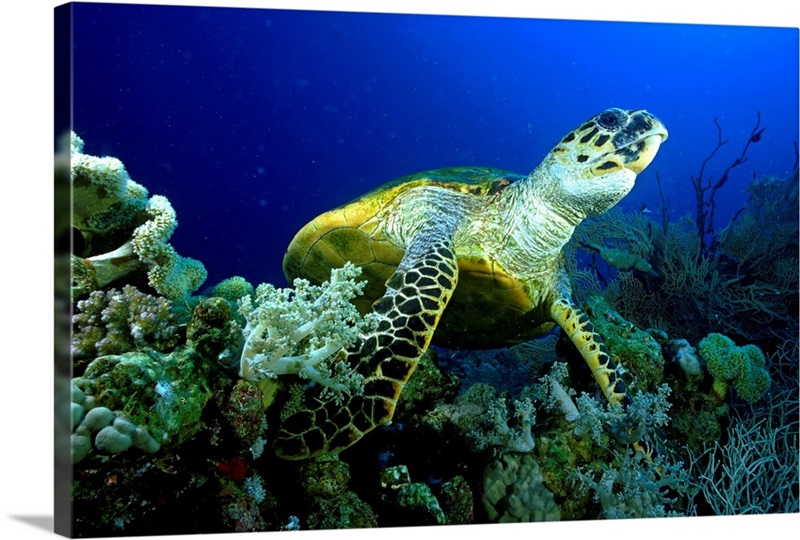 Turtle, Hawksbill Turtle Wall Art, Canvas Prints, Framed Prints, Wall ...