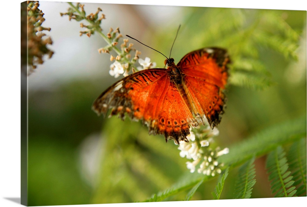 United Kingdom, UK, England, Gloucestershire, Wye Valley, Butterfly Zoo at Symonds Yat