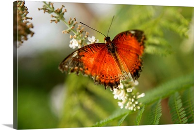 UK, England, Gloucestershire, Wye Valley, Butterfly Zoo at Symonds Yat