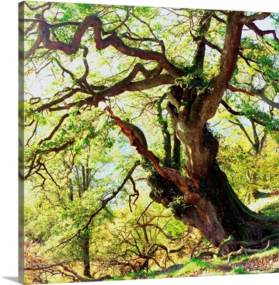 UK, England, Lake District, Cumbria, Rydal Water, Oak tree