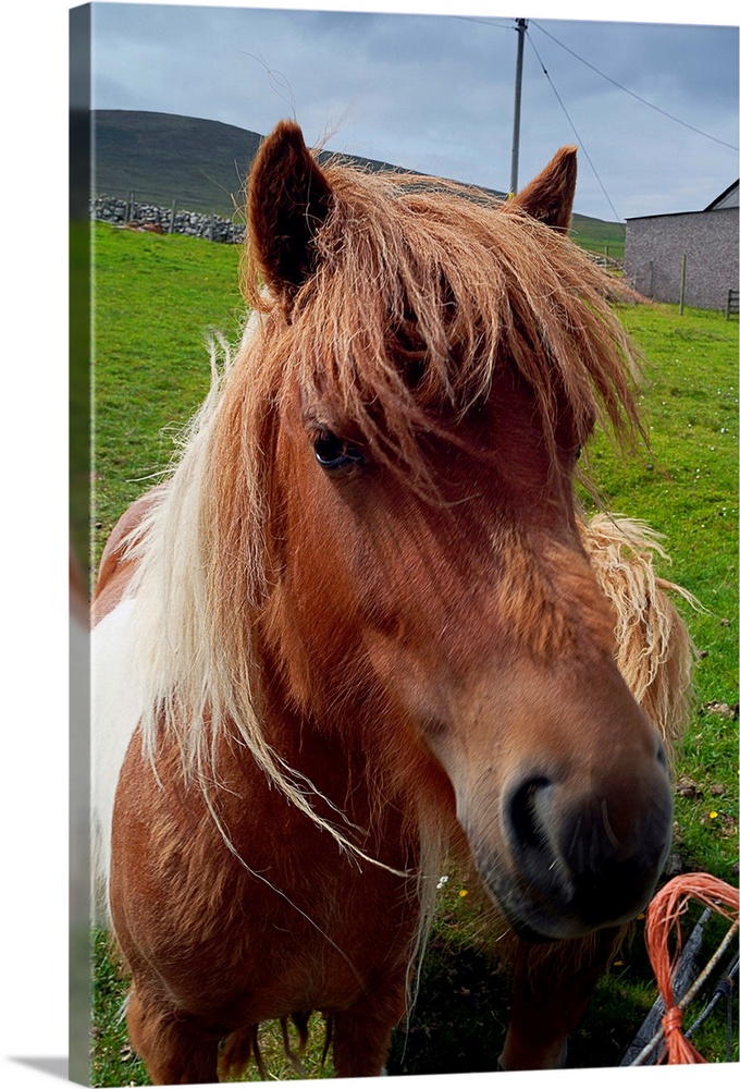 UK, Scotland, Shetland Islands, Shetland Pony