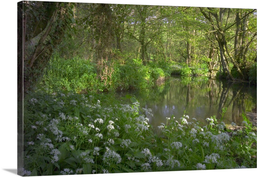 United Kingdom, England, Cornwall, stream on Bodmin Moor