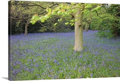 United Kingdom, London, bluebells in Kew Gardens