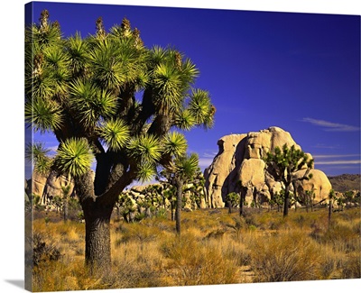 United States, California, Joshua Tree NP, Joshua tree (Yucca brevifolia)