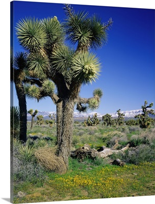 United States, California, Joshua Tree NP, Mojave Desert, Joshua tree