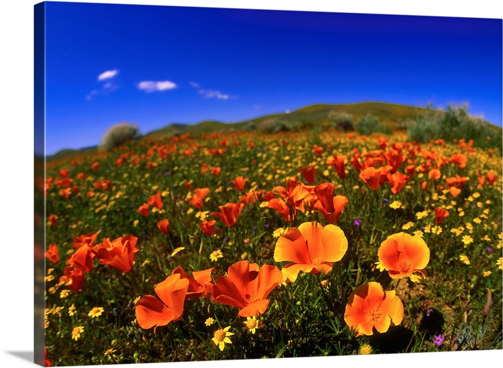 United States, California, Red poppy field