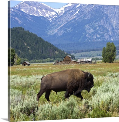 United States, USA, Wyoming, Grand Teton National Park