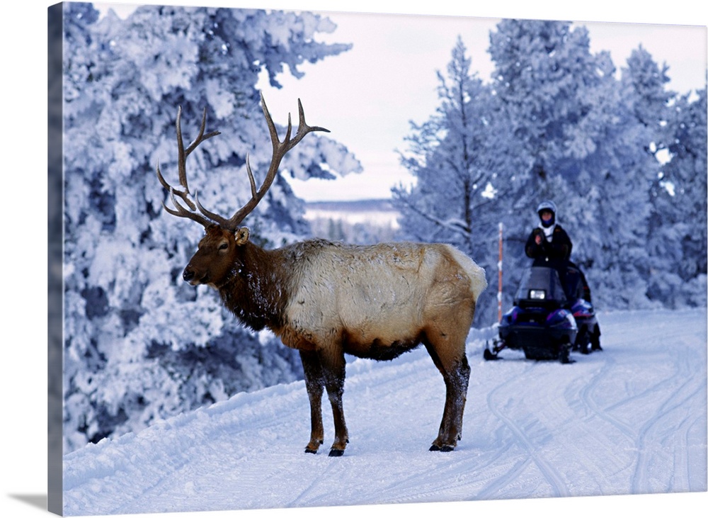 United States, Wyoming, Yellowstone NP, Elk