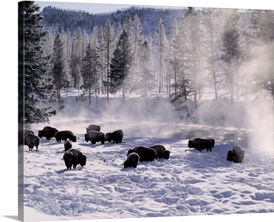 United States, Wyoming, Yellowstone NP, Madison River, buffalos